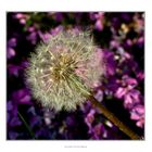 Pusteblume