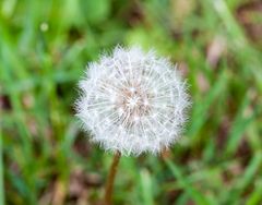 Pusteblume