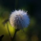 Pusteblume