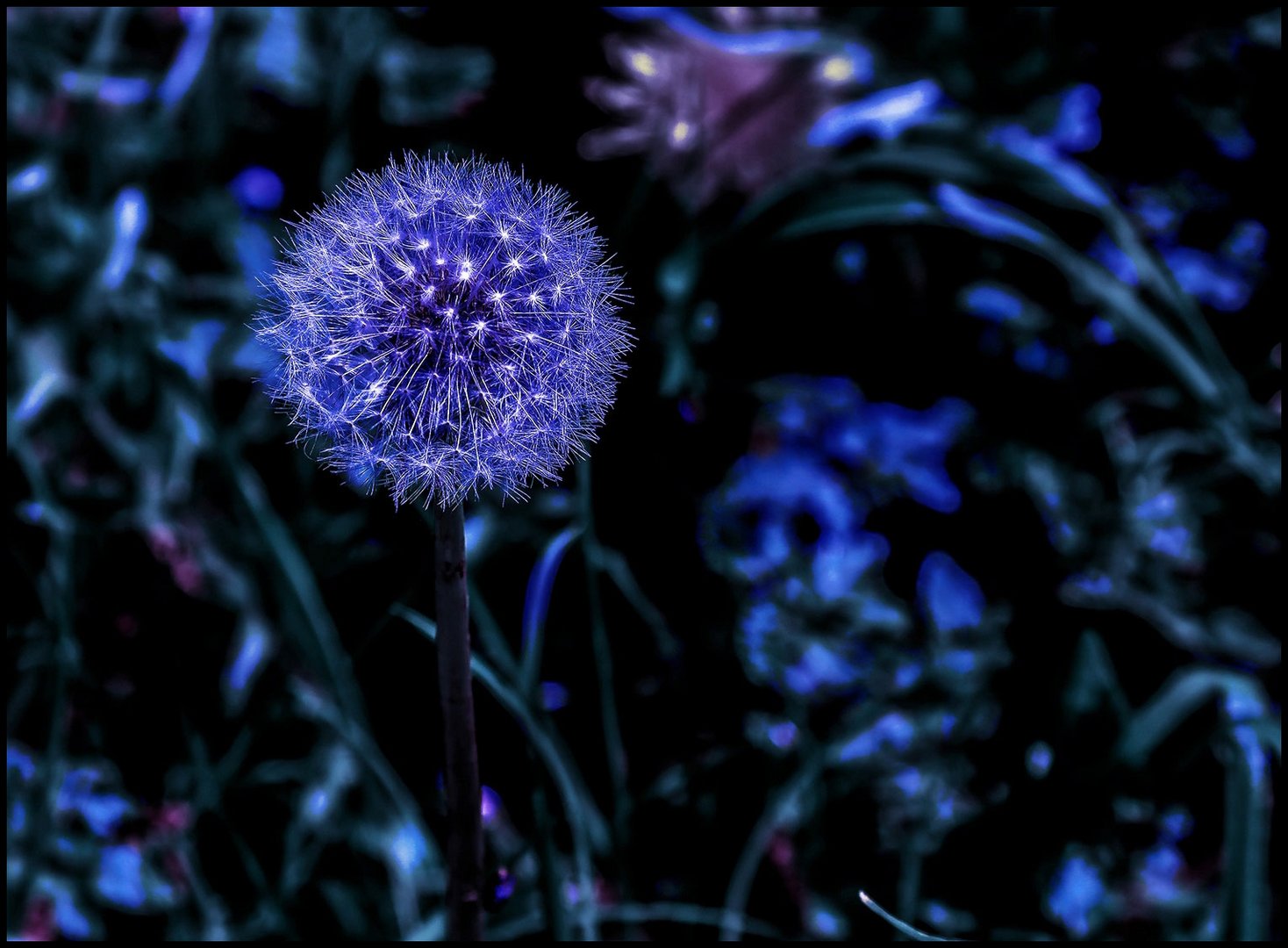 Pusteblume !!!