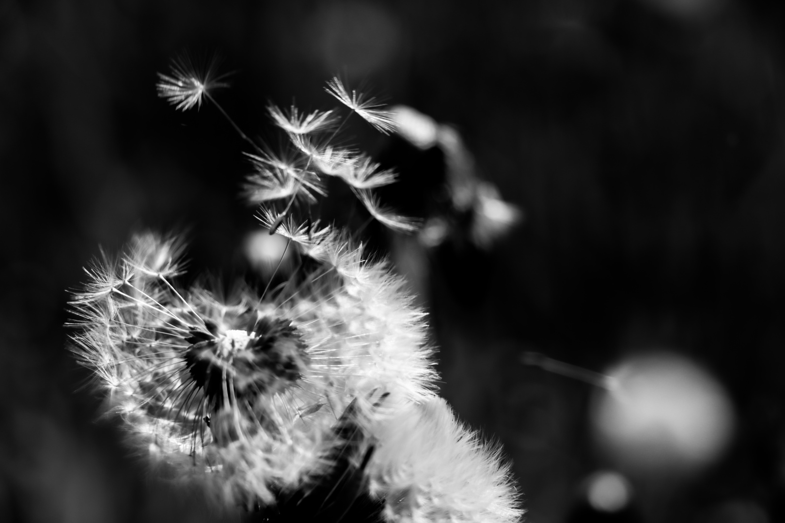 Pusteblume