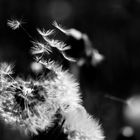 Pusteblume