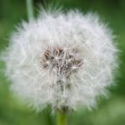 Pusteblume