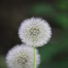 Pusteblume