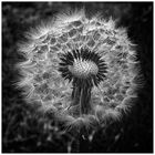 Pusteblume