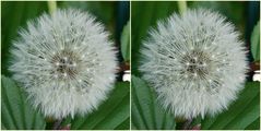 Pusteblume