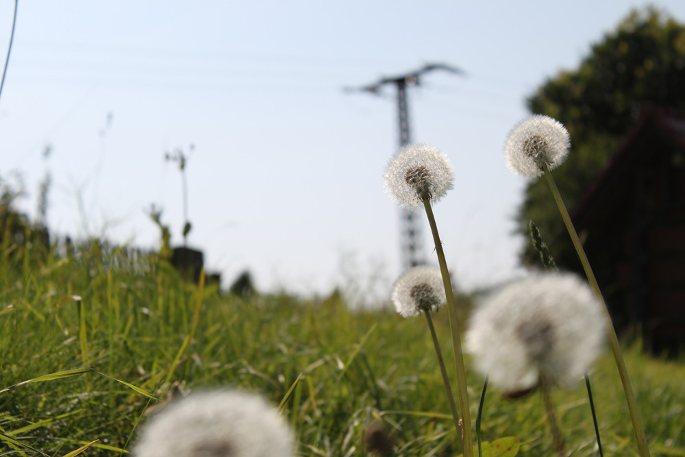 Pusteblume