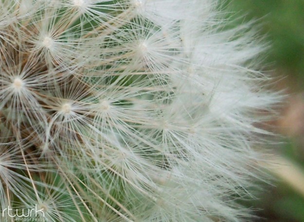 Pusteblume