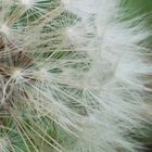 Pusteblume