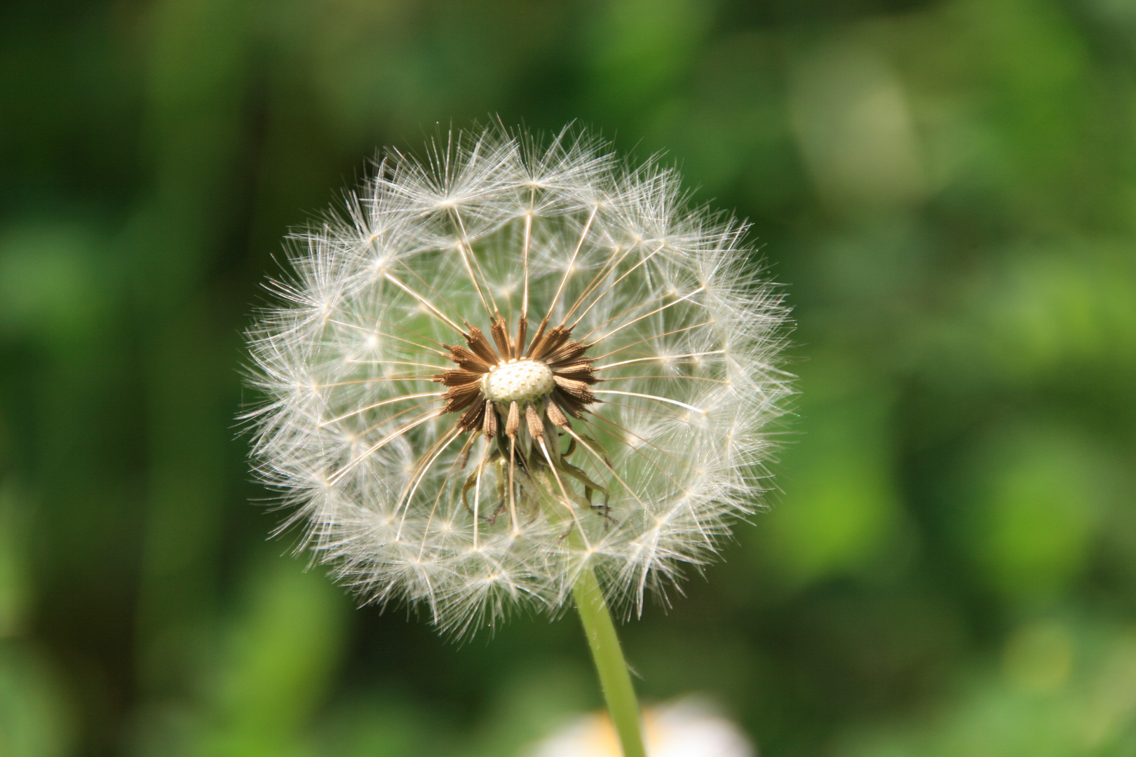 Pusteblume