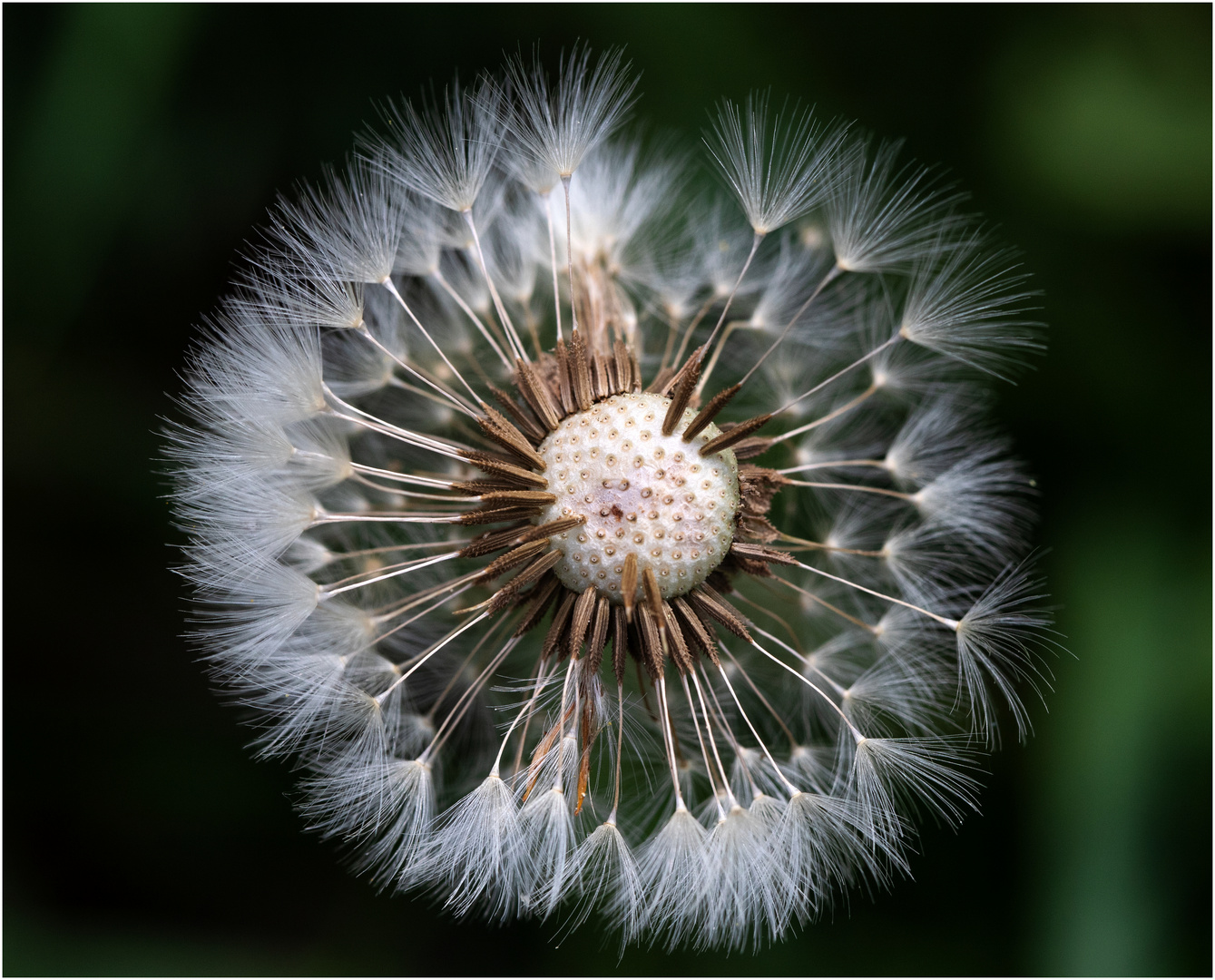 Pusteblume