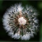 Pusteblume