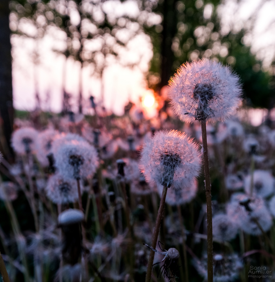 Pusteblume