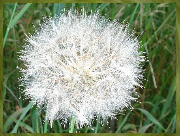 Pusteblume