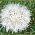 Pusteblume