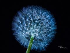 Pusteblume