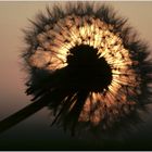 Pusteblume