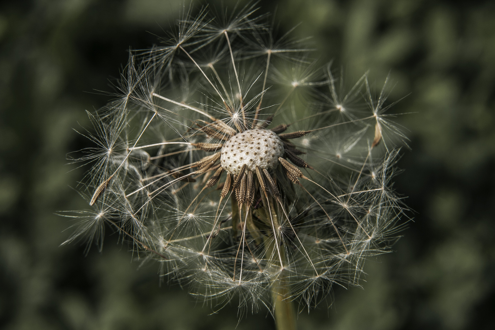 „Pusteblume“