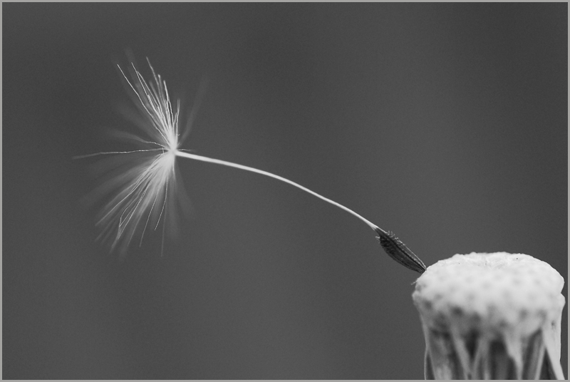 Pusteblume