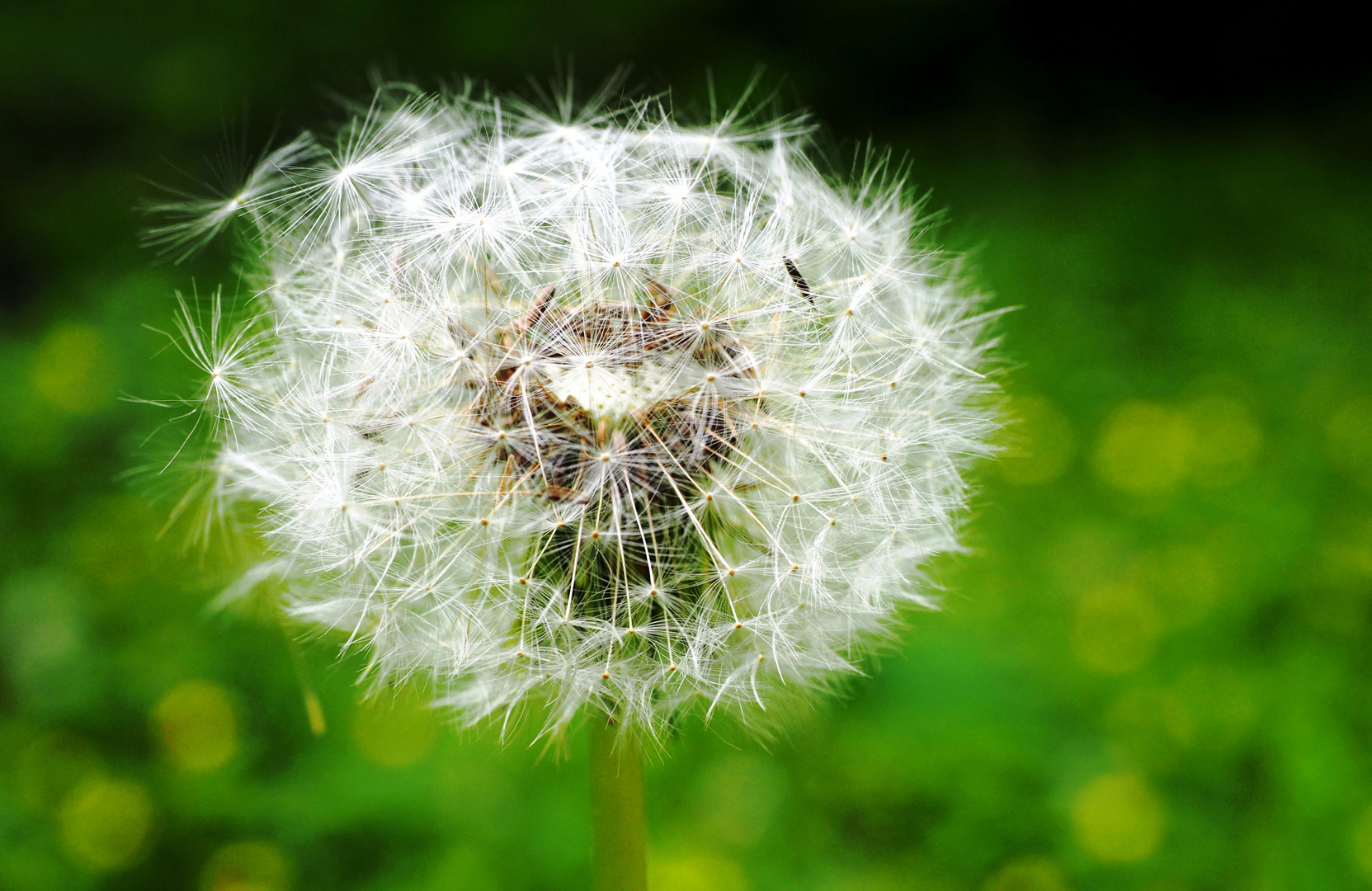 Pusteblume