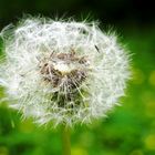 Pusteblume