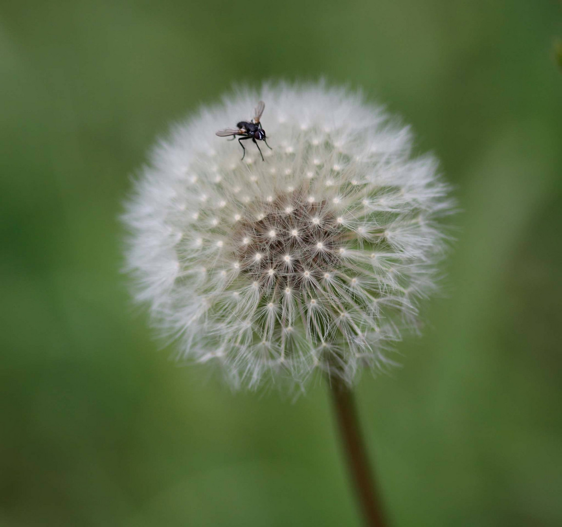 Pusteblume