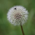 Pusteblume