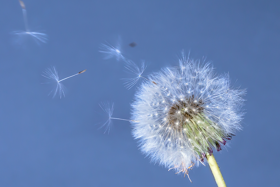 Pusteblume