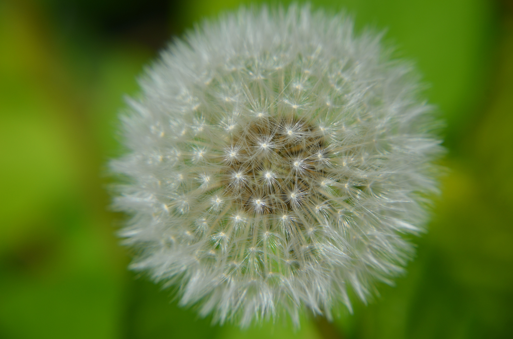 Pusteblume