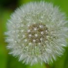 Pusteblume