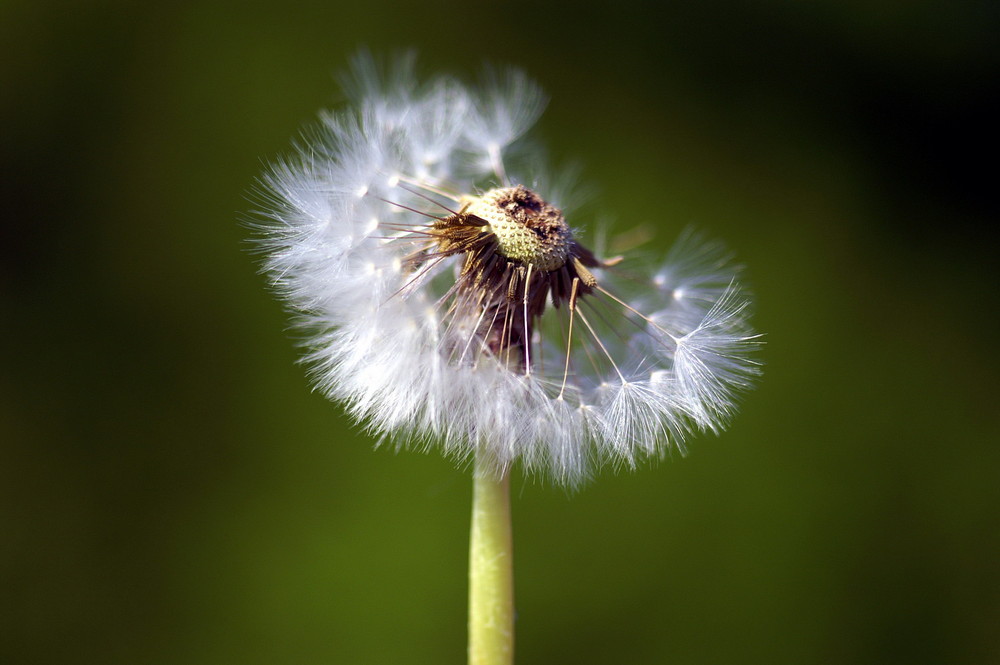 Pusteblume