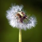 Pusteblume