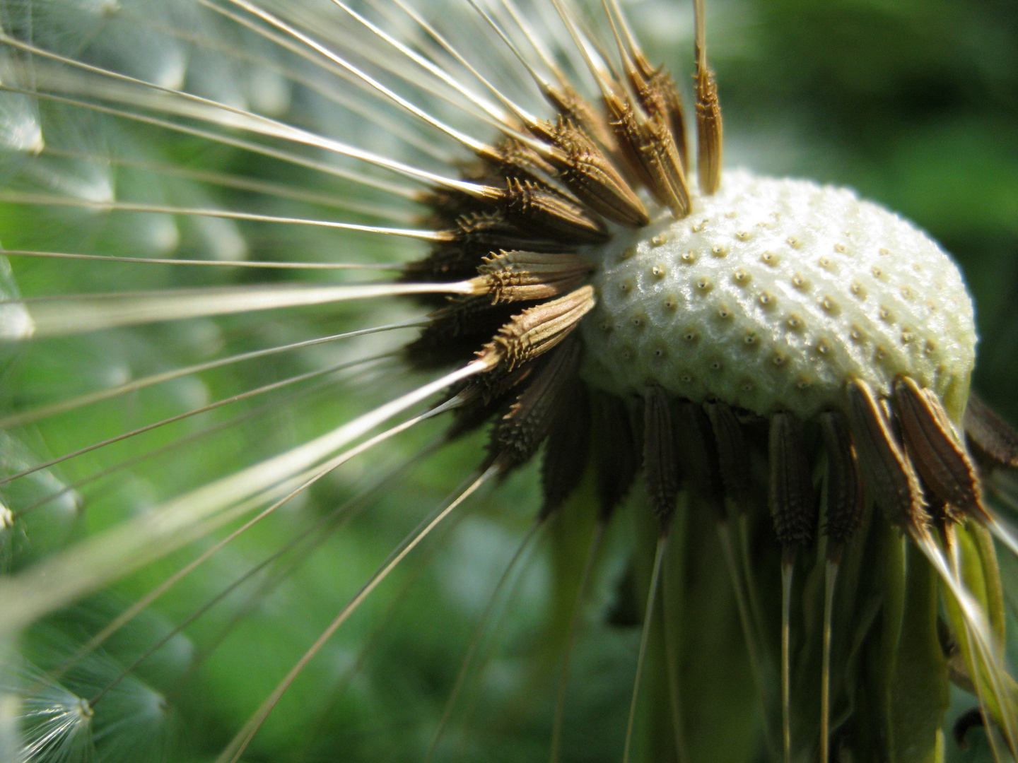 Pusteblume