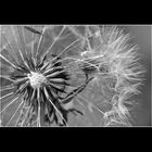 Pusteblume....