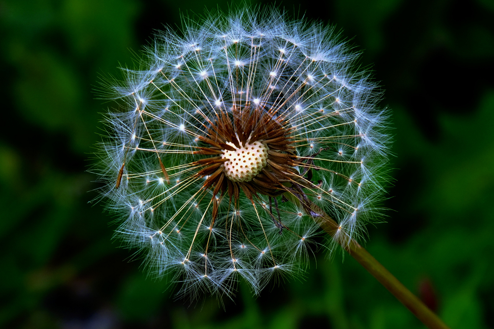 Pusteblume