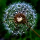 Pusteblume