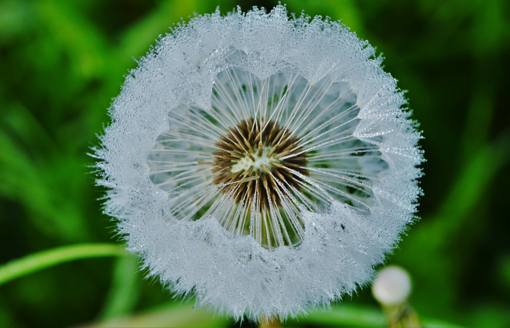 Pusteblume