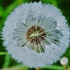 Pusteblume