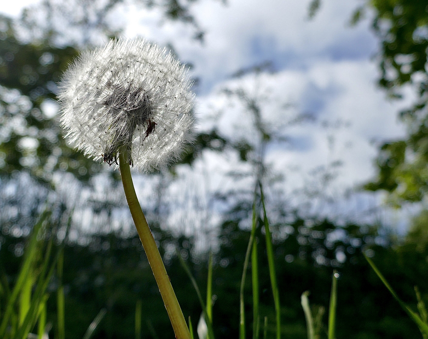 Pusteblume