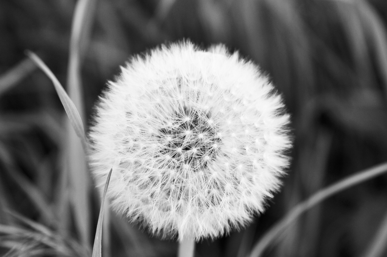 Pusteblume