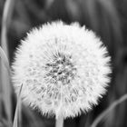 Pusteblume