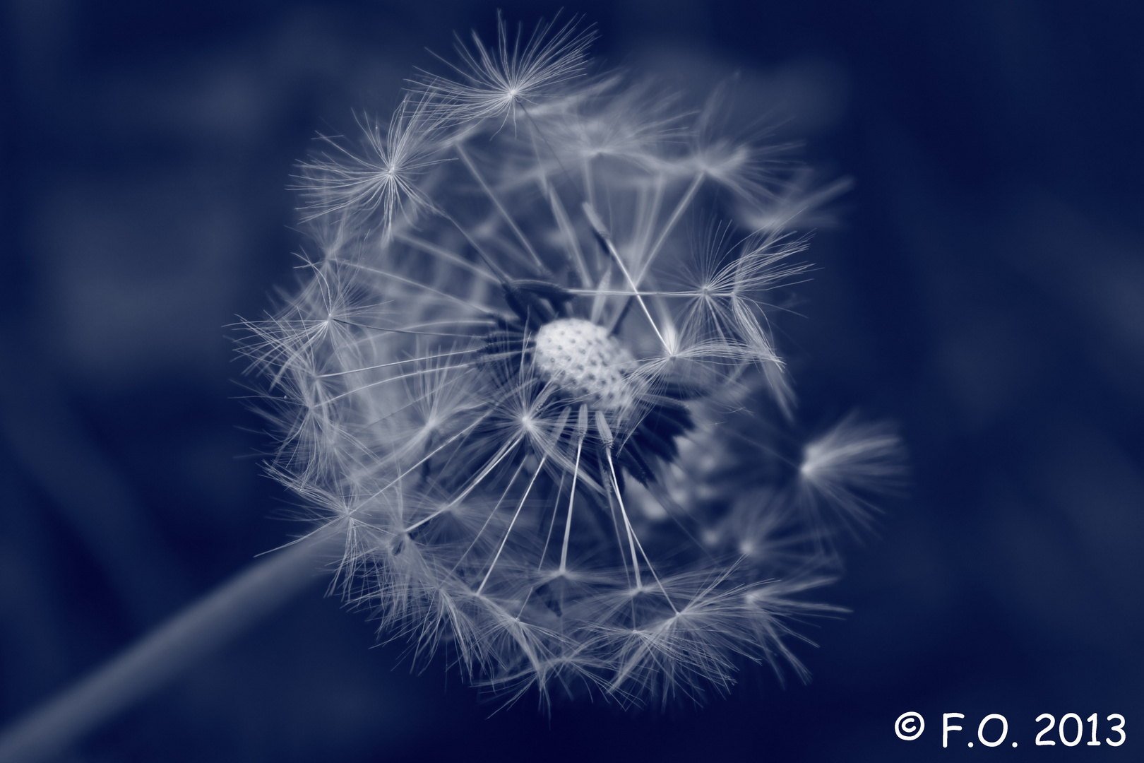 Pusteblume