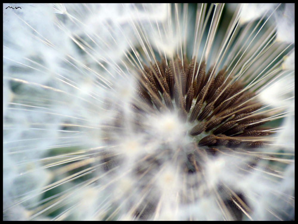 Pusteblume