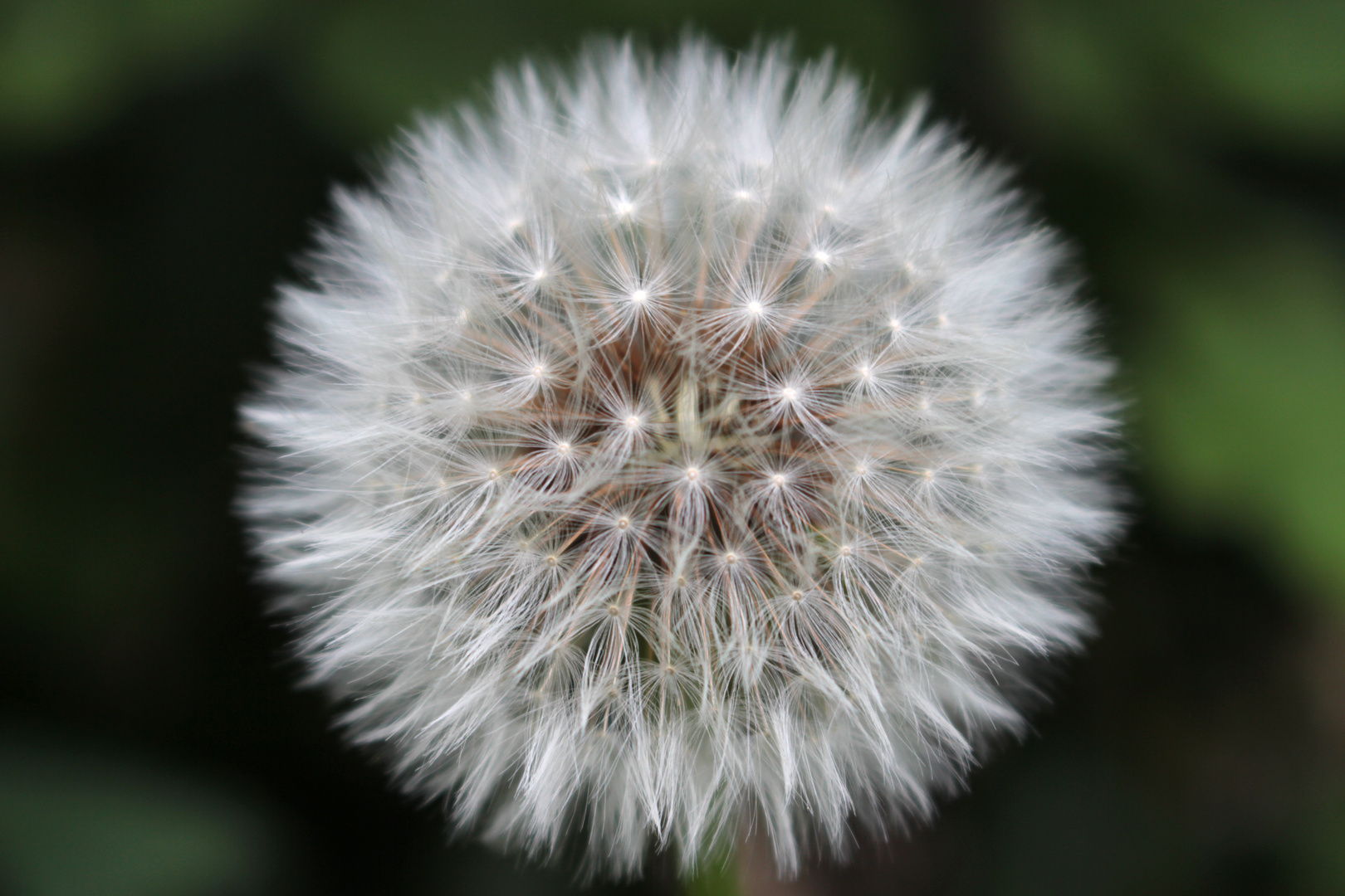 Pusteblume