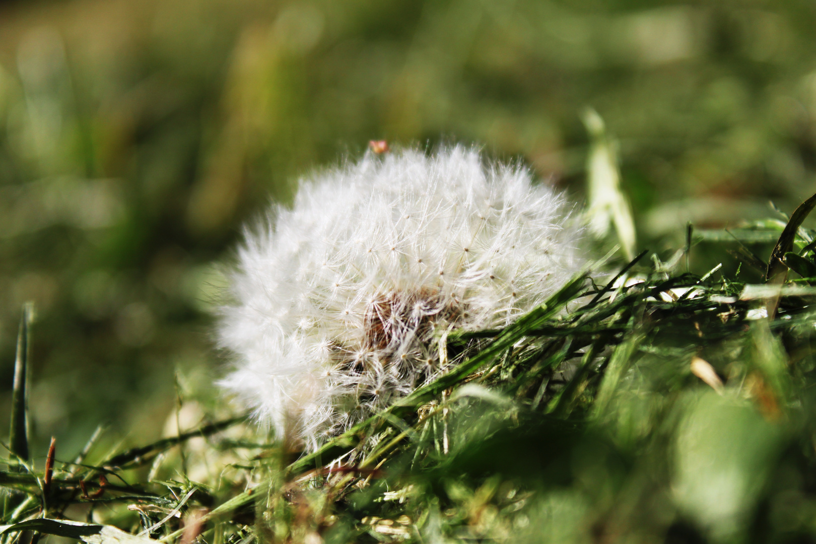 Pusteblume