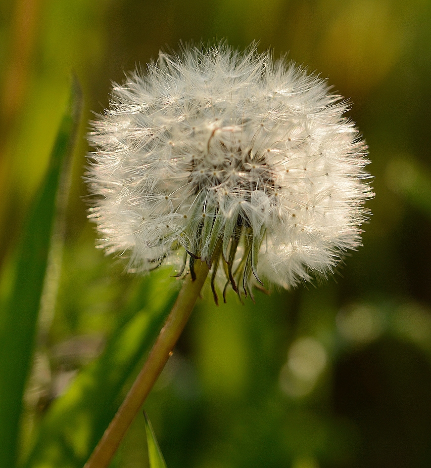 Pusteblume