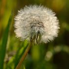 Pusteblume