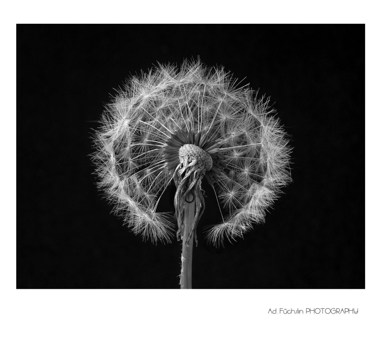 Pusteblume