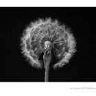 Pusteblume