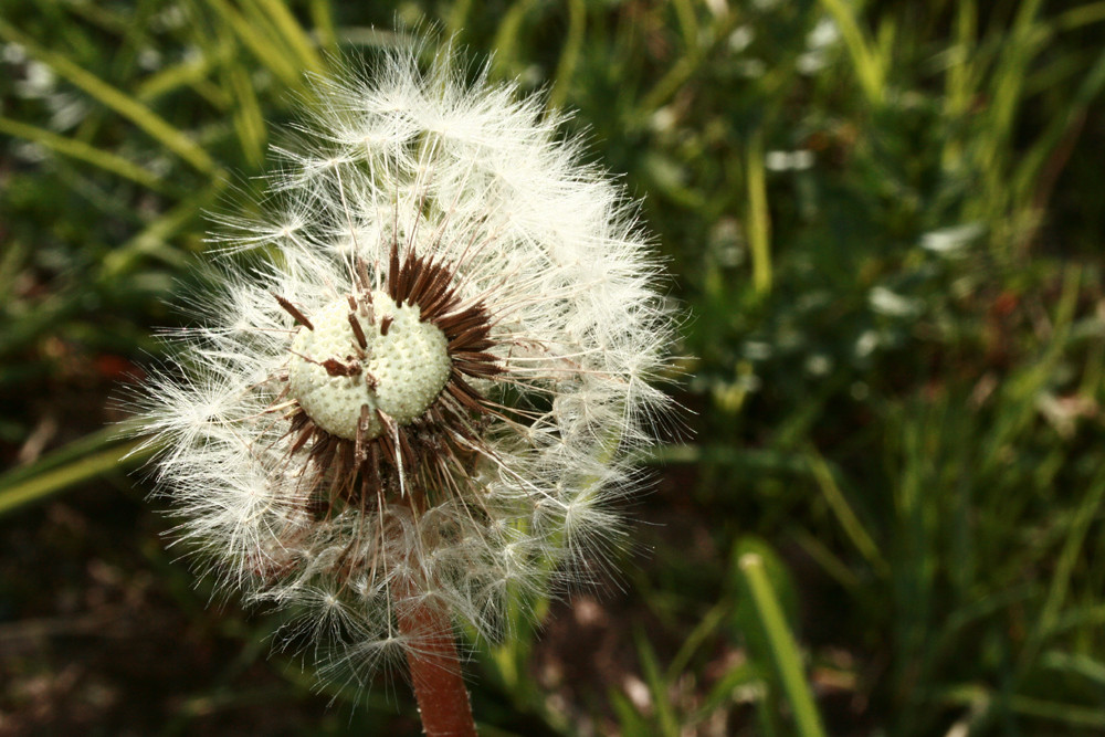 Pusteblume